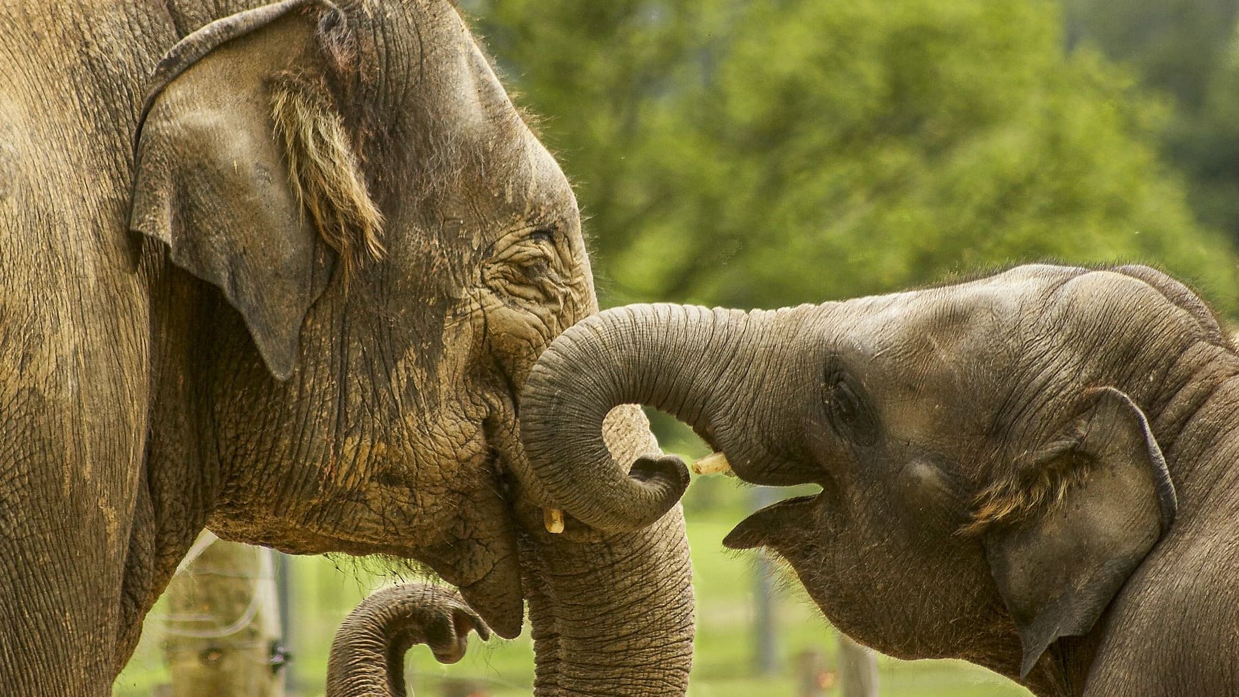 Reproducción de los elefantes: todo lo que debes saber