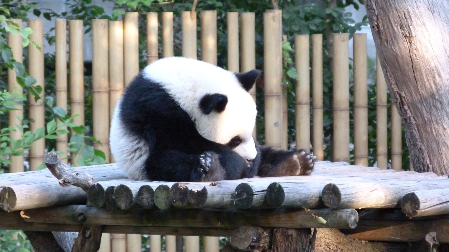 Osos panda en el zoo