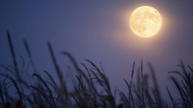 Luna de flores
