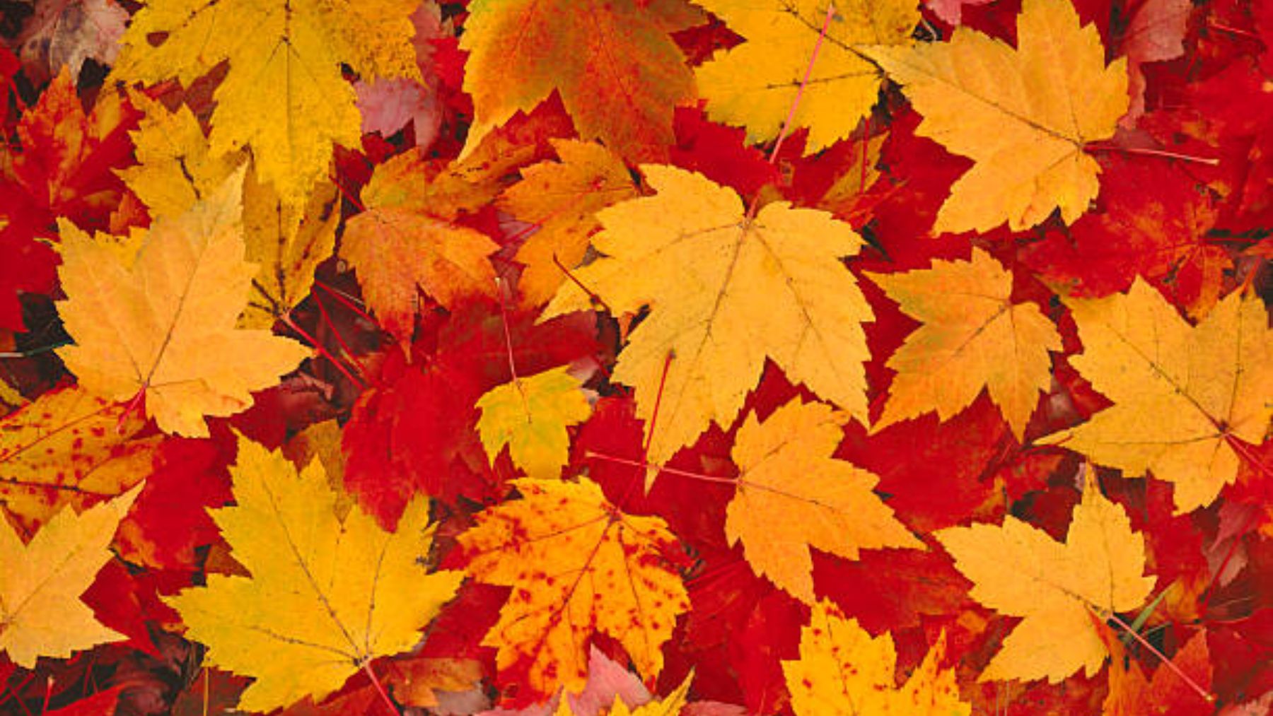 Descubre las fotos e imágenes para celebrar el otoño
