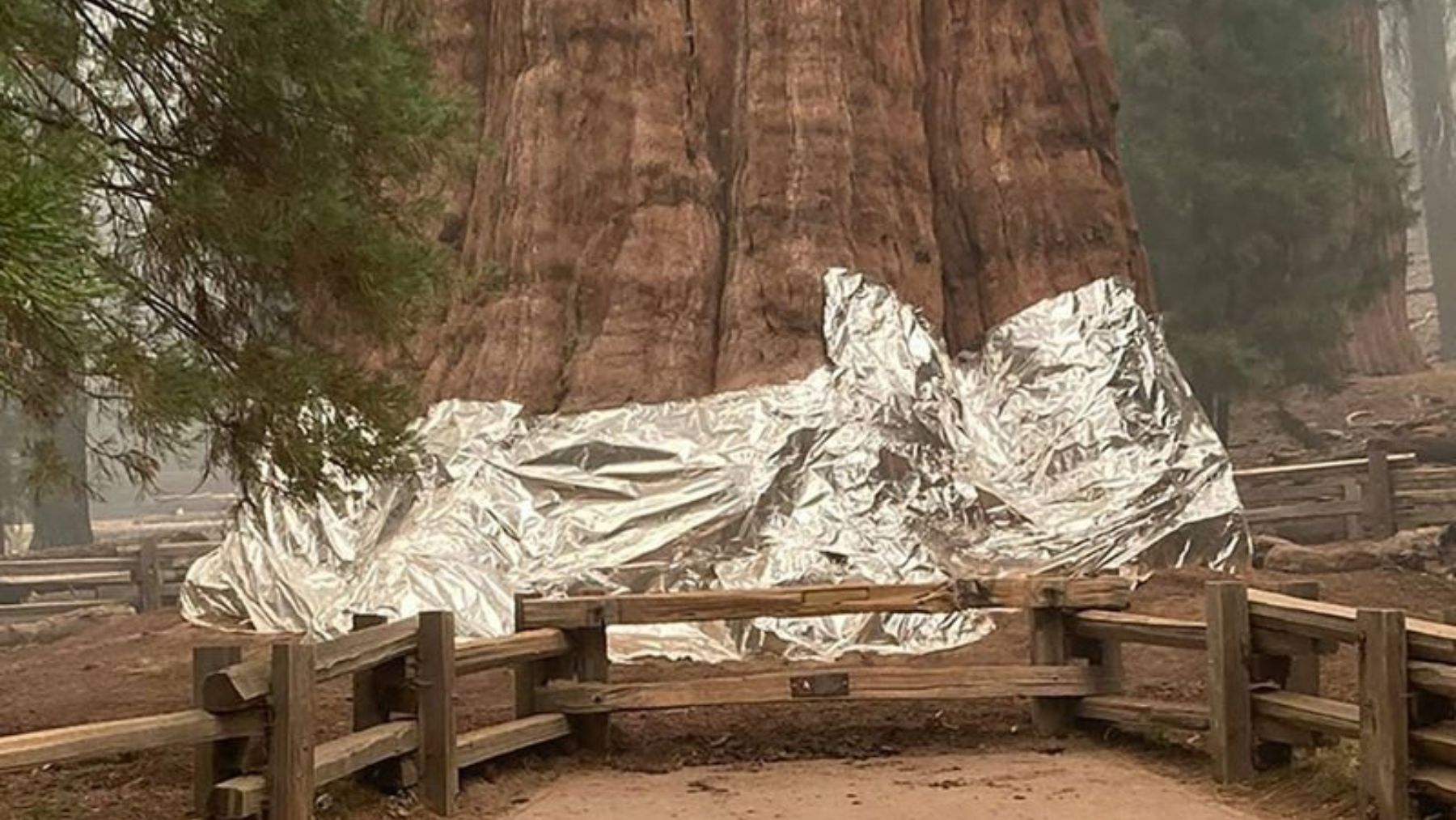 Una gran secuoya de más de 2.500 años se ha protegido con papel de aluminio