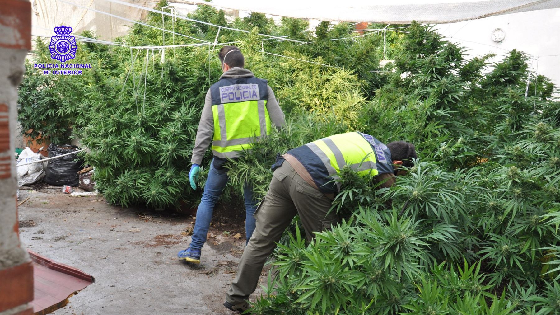 Plantación de marihuana (Foto: Policía Nacional).