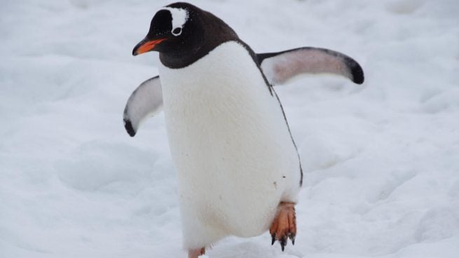 Datos curiosos pingüinos