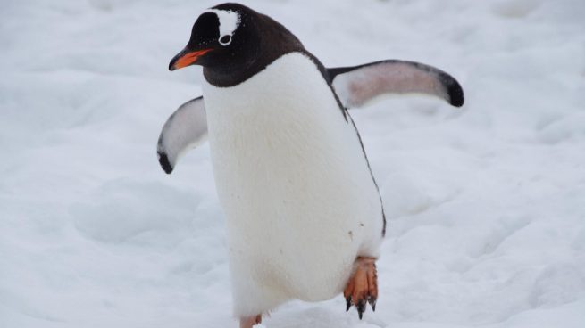 Datos curiosos pingüinos