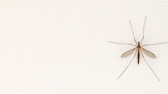 La ciencia explica cómo puedes volverte “invisible” para los mosquitos La-ciencia-explica-como-puedes-volverte-%E2%80%9Cinvisible%E2%80%9D-para-los-mosquitos-655x368