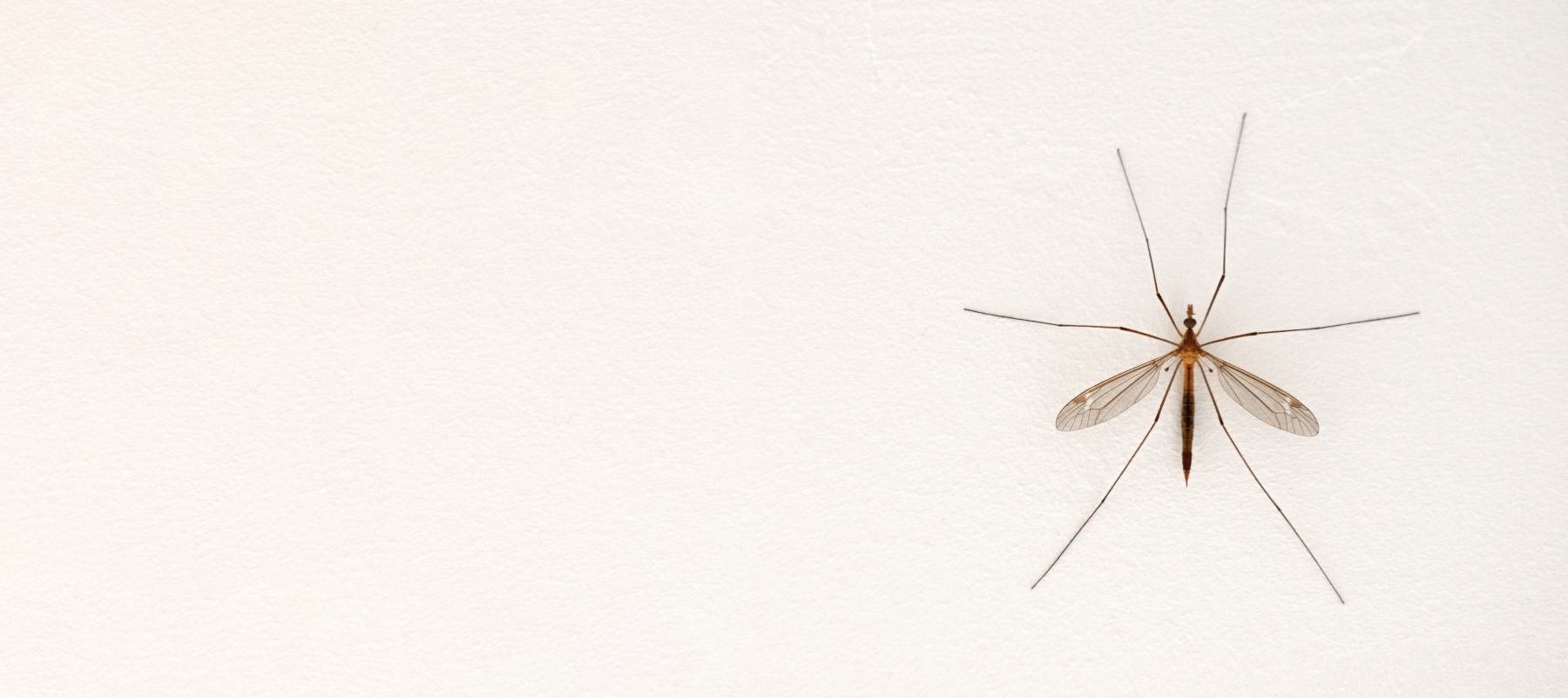 Cómo puedes volverte “invisible” para los mosquitos