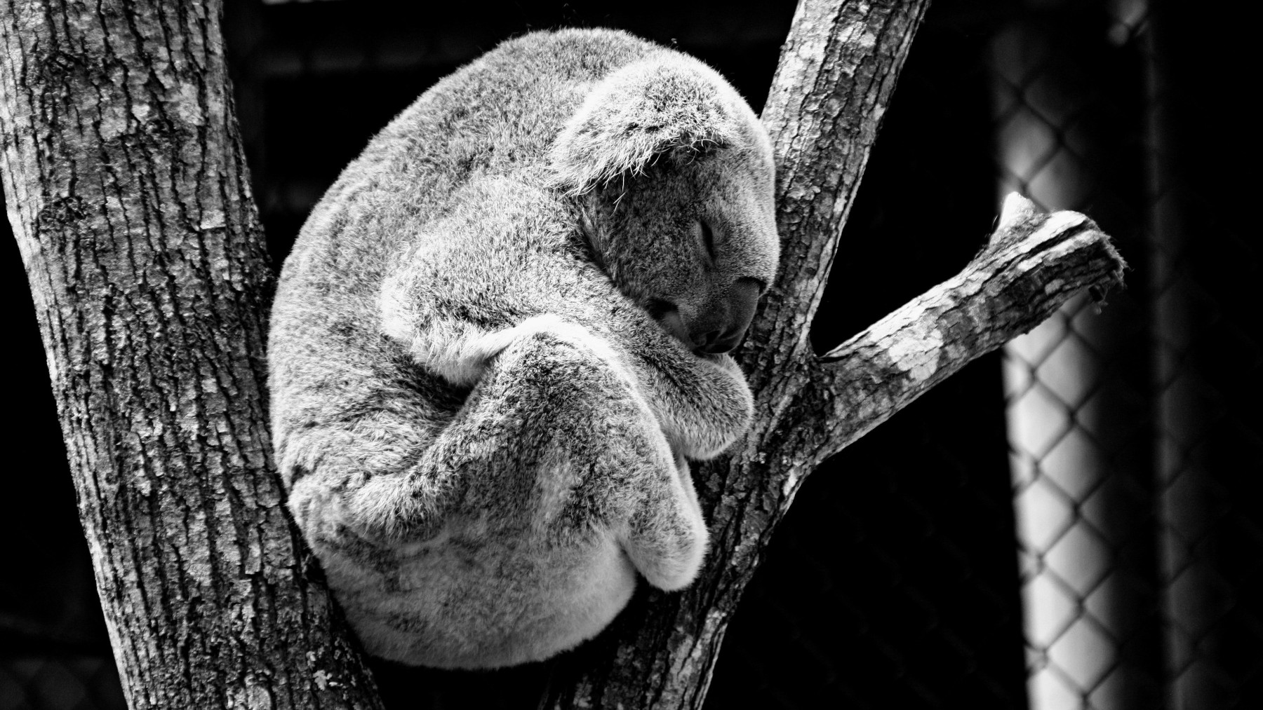 El koala, uno de los animales más perezosos del mundo