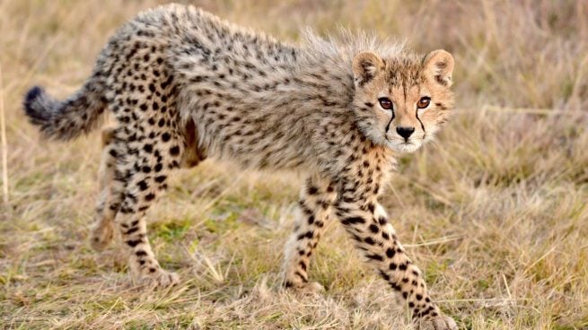Así es el guepardo: dónde vive, características y diferencia con el leopardo