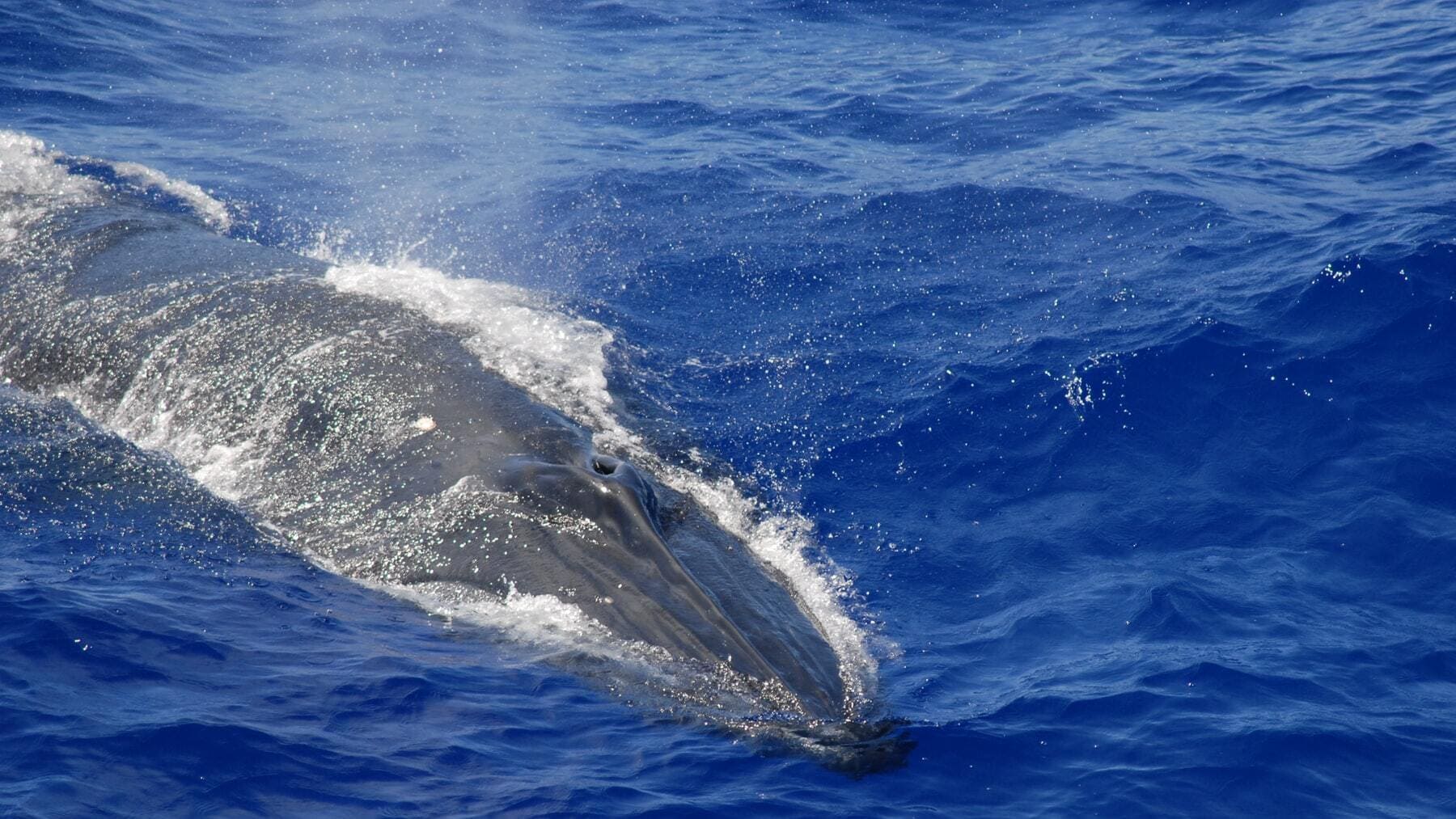 Ballena azul