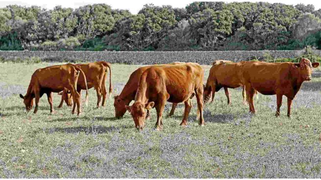 ganadería agricultura Menorca