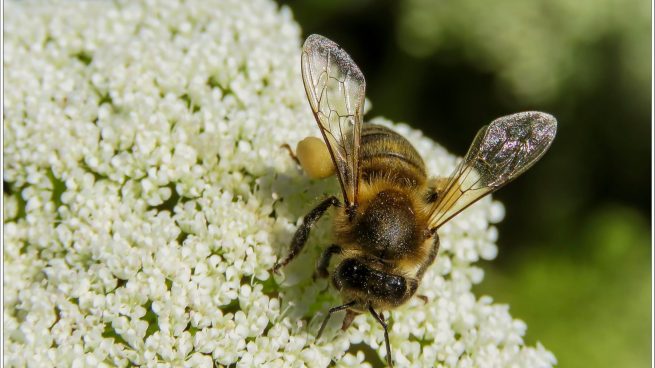 La UE ha alcanzado 1 millón de firmas para salvar a las abejas La-ue-ha-alcanzado-1-millon-de-firmas-para-salvar-a-las-abejas-655x368