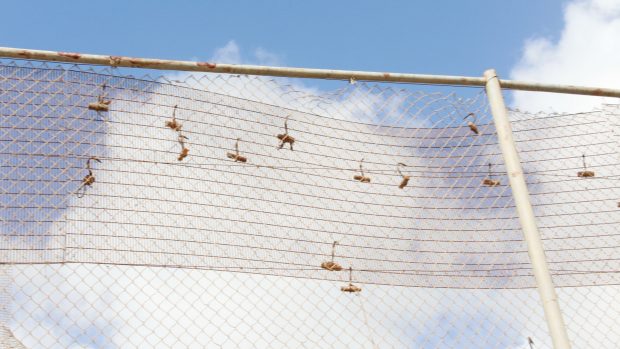 La valla de Melilla, repleta de garfios tras un salto masivo.