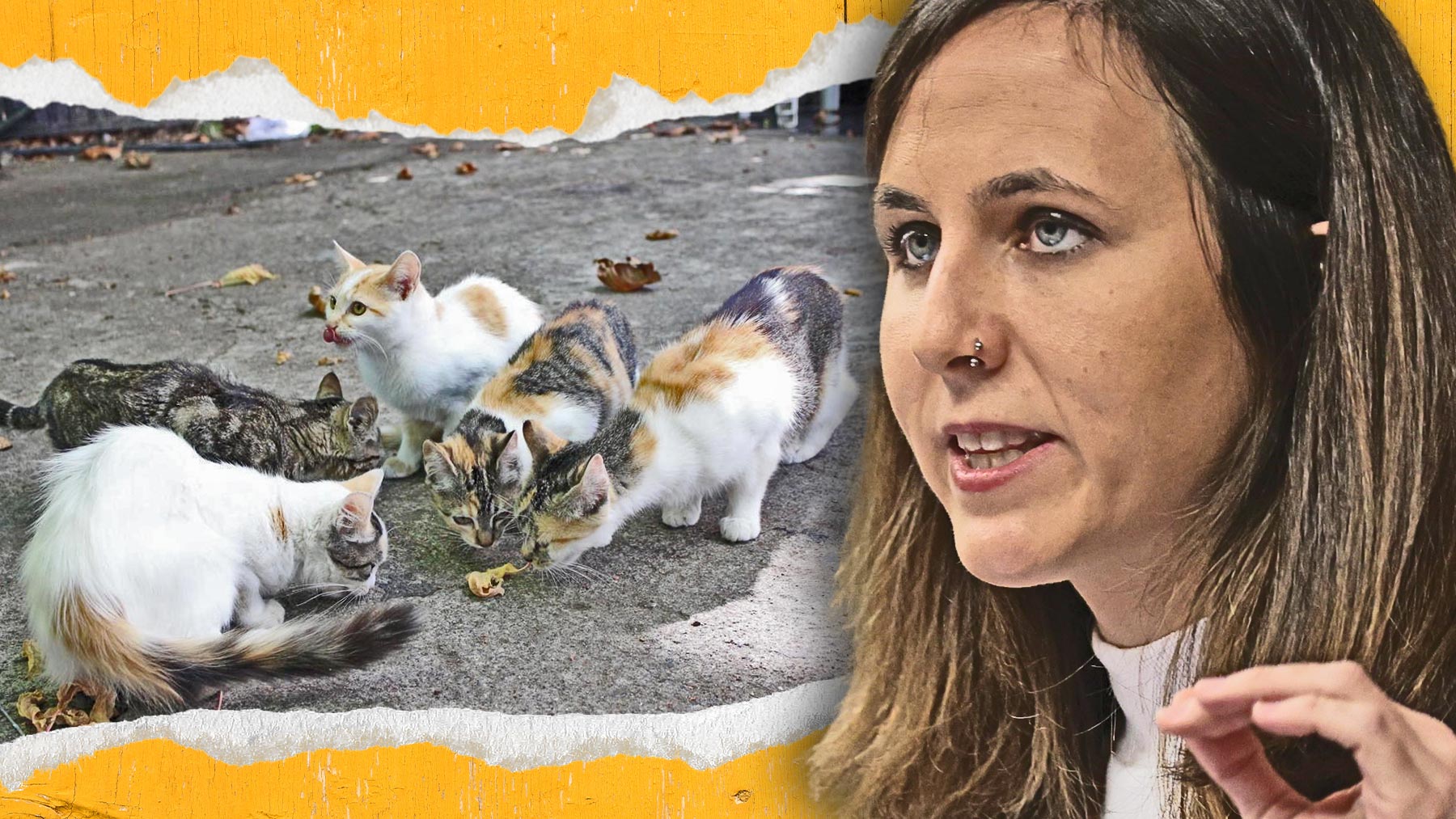 buffet Ejercicio Optimista Ione Belarra destina 1,3 millones a los ayuntamientos para esterilizar a  gatos callejeros