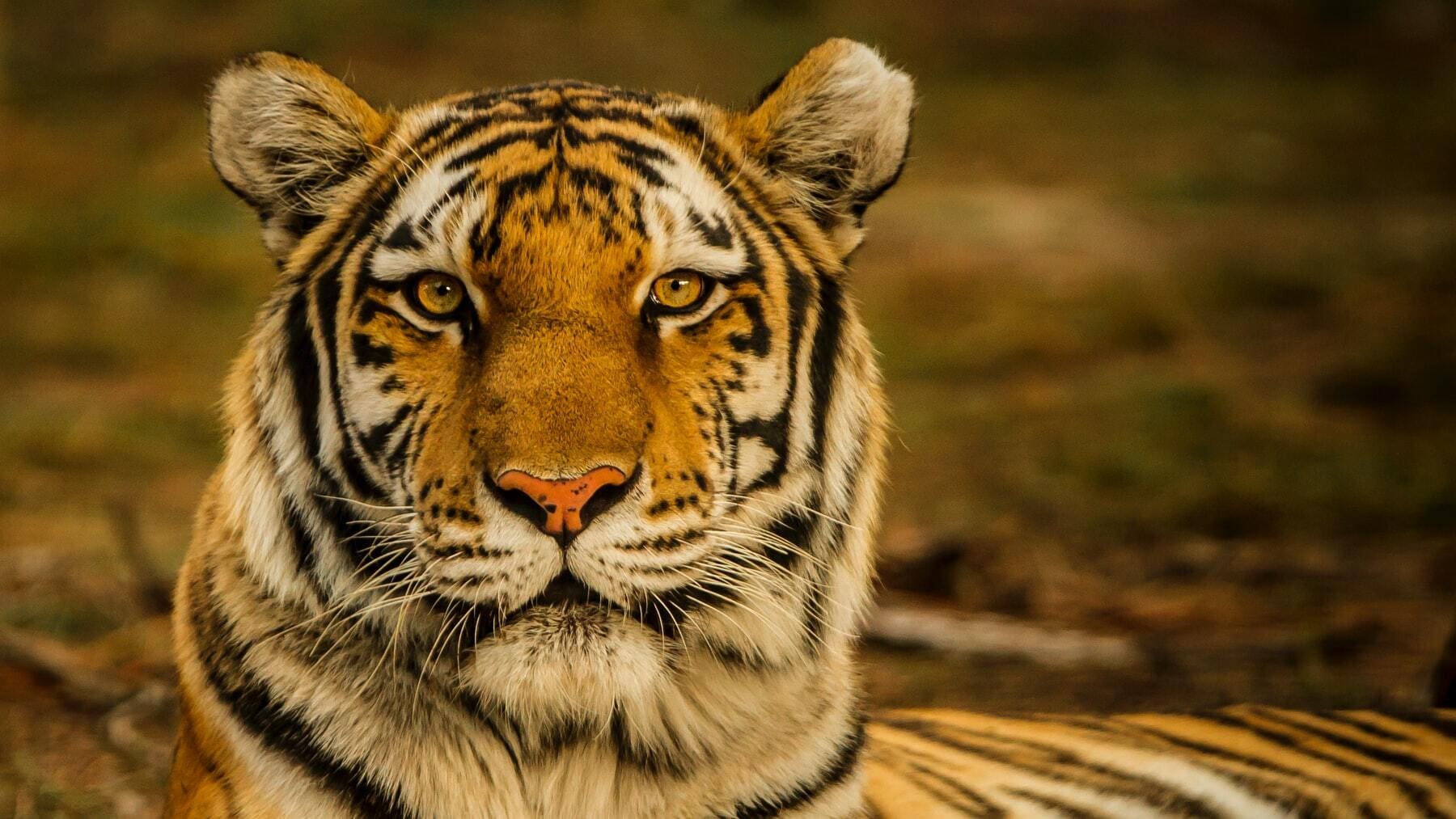Los 15 frases de tigres que te harán reflexionar