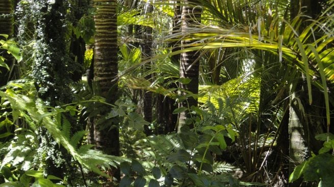 Bosque en Yucatán