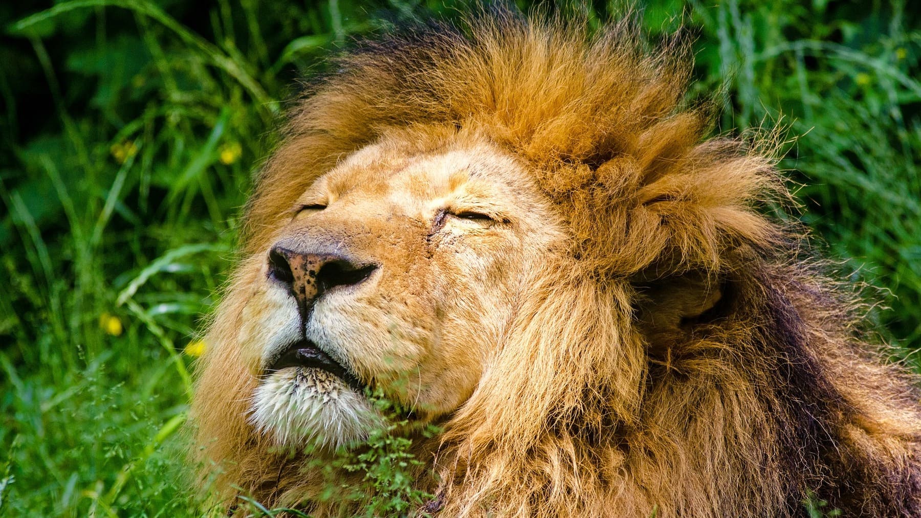 Las 20 mejores frases de leones para pensar y reflexionar