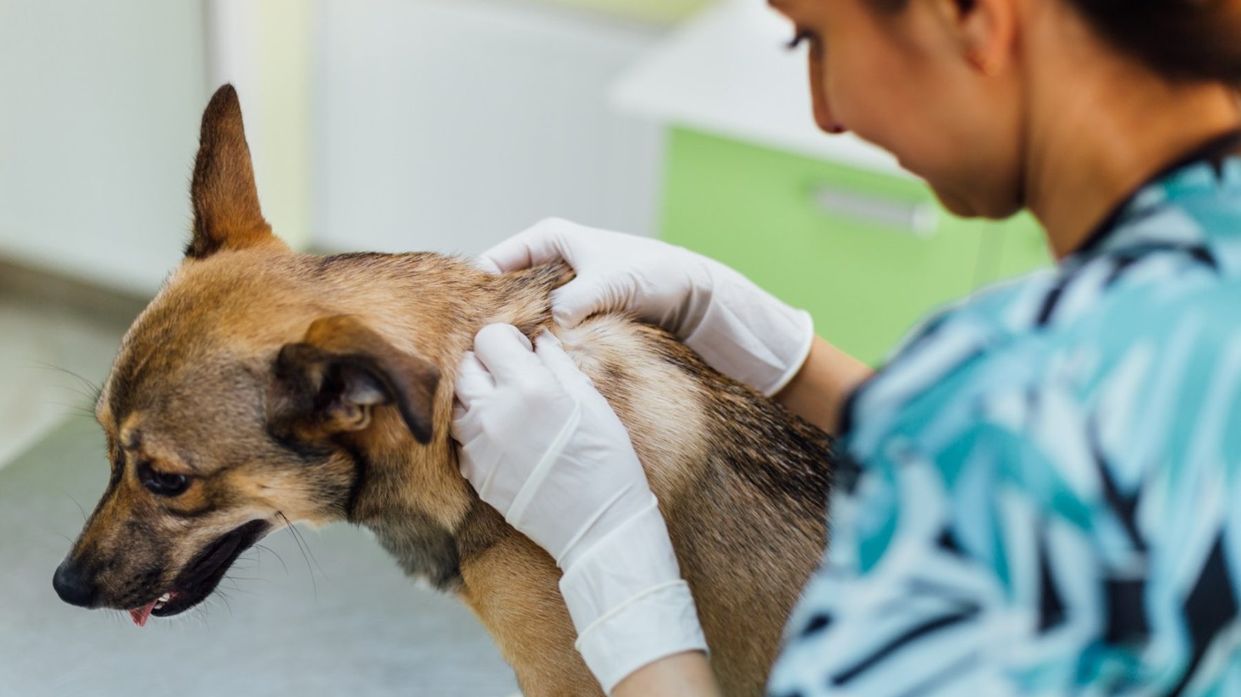 Veterinaria tratando a un perro (RAZYPH).