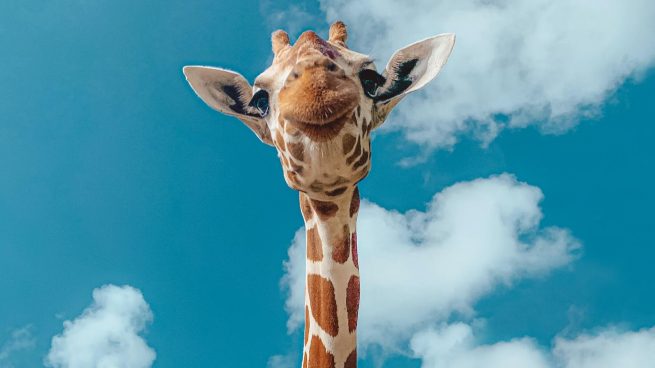 Las 10 mejores frases sobre jirafas para reflexionar de la vida