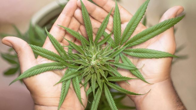 Sin evidencia científica que demuestre que los cannabinoides ofrezcan una analgesia «importante»