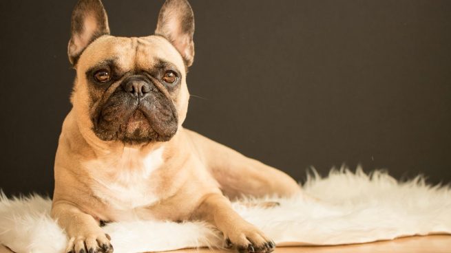 Las curiosidades más sorprendentes del bulldog francés