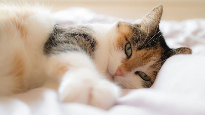 ¿Quieres dormir con tu gato? Ventajas y riesgos que debes conocer