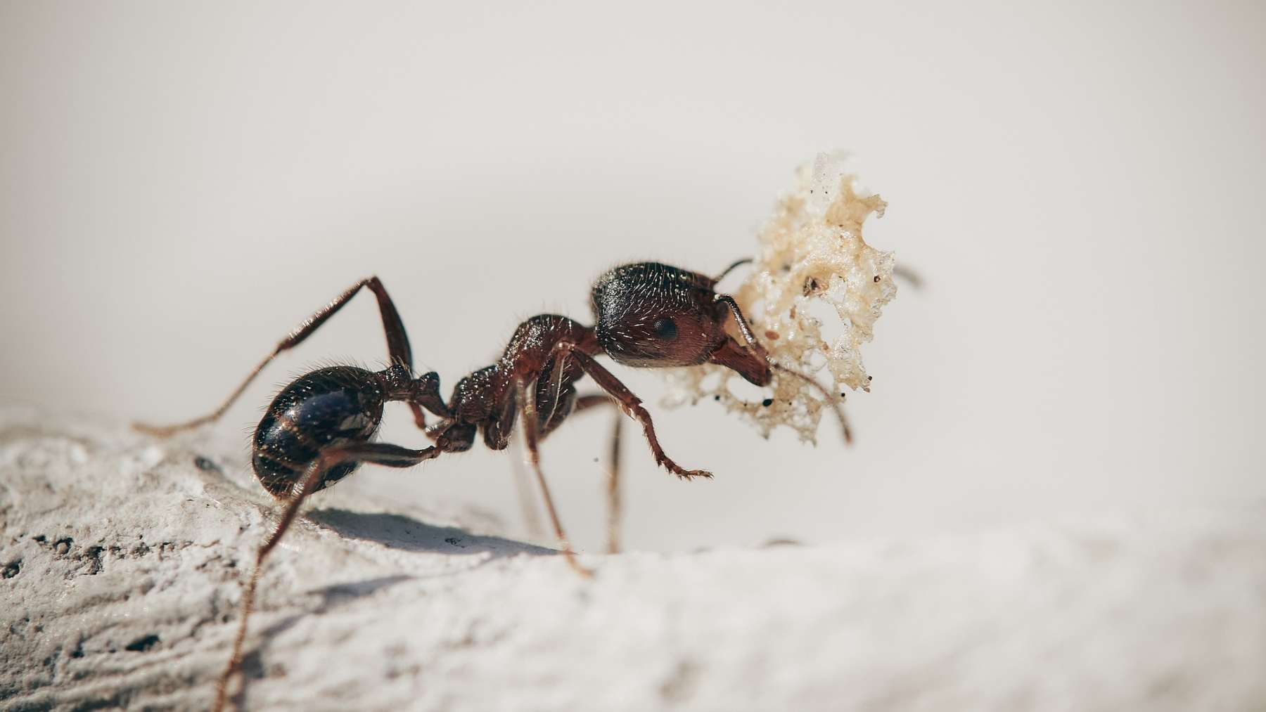 Hormigas levantar a una persona