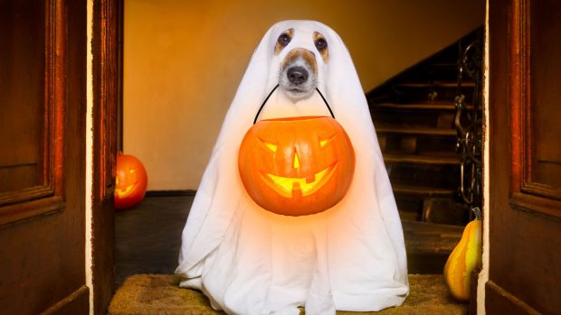 Las frases e imágenes más divertidas para enviar por WhatsApp la noche de  Halloween