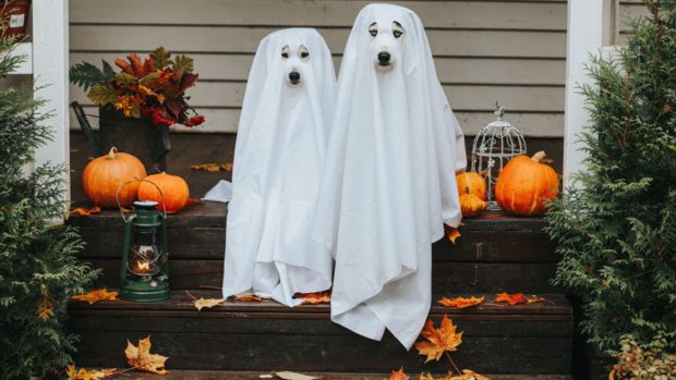 Las frases e imágenes más divertidas para enviar por WhatsApp la noche de  Halloween