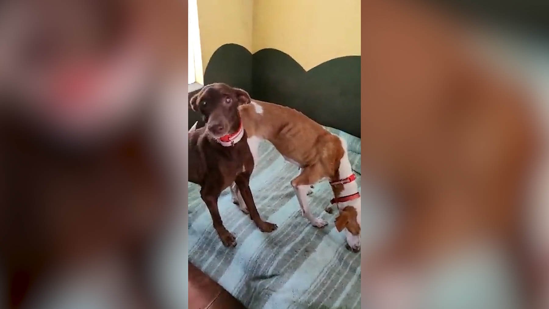 El vídeo que muestra que los perros rescatados por el ‘Equipo A’ en La Palma están a salvo