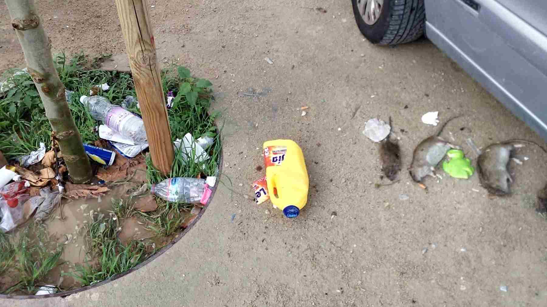Ratas muertas y restos de suciedad en el barrio de Corea. PLATAFORMA SALVEM CAMP REDÓ