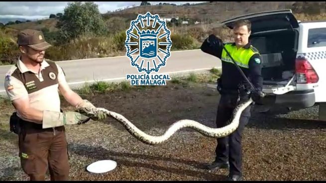 Capturan en Málaga una serpiente pitón de ocho kilos y más de tres metros