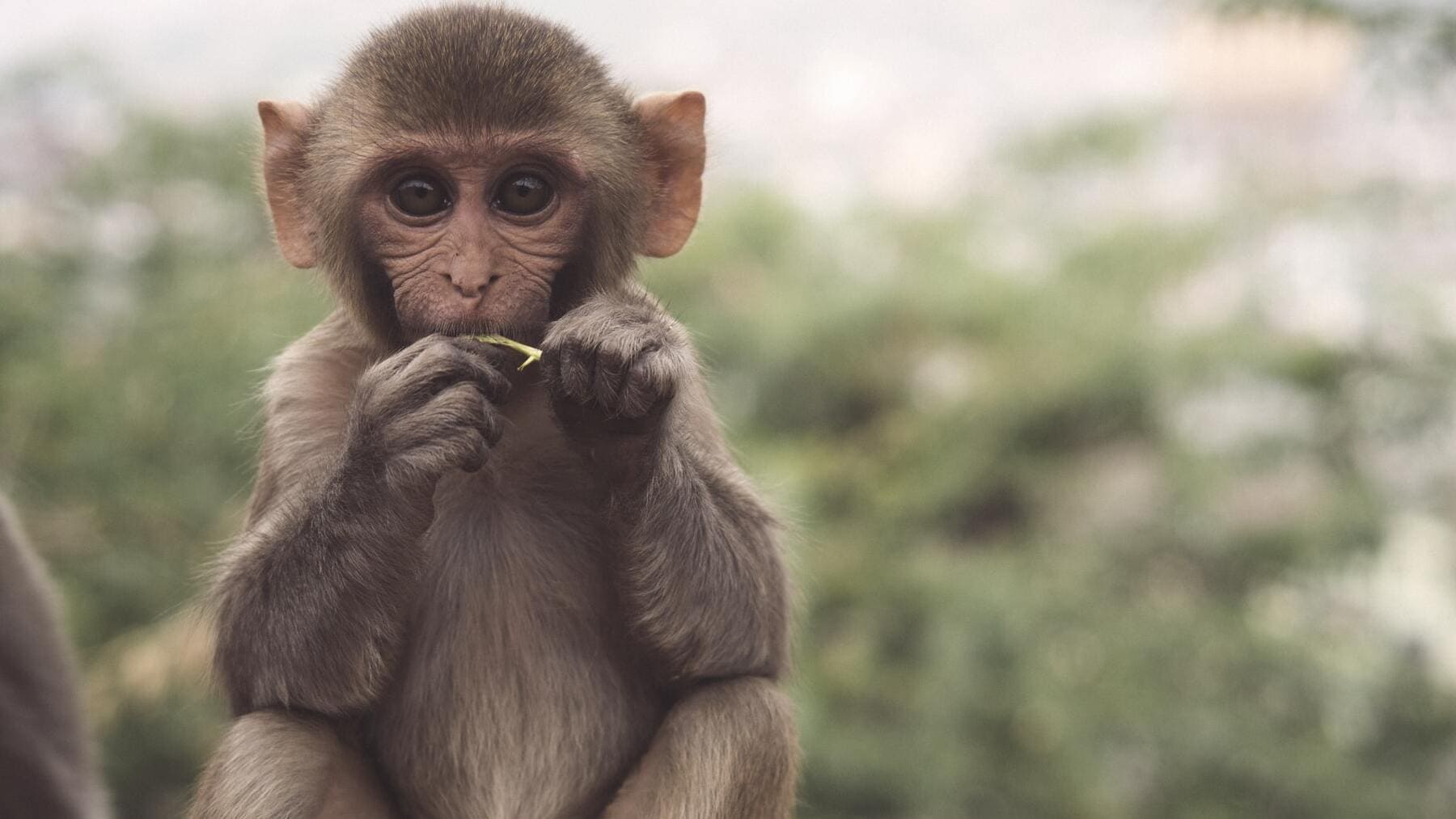Las mejores frases sobre los monos