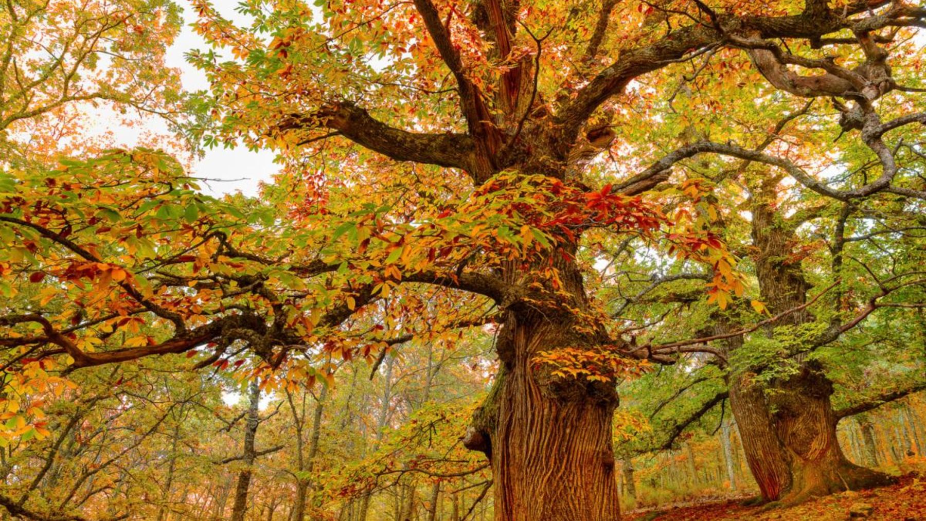 Por qué hay diferentes colores de hojas en los árboles?