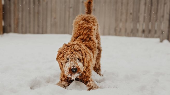 Proteger al perro del frío