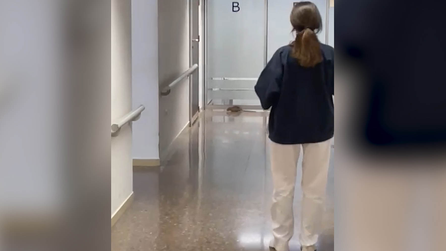 Una rata irrumpe en la sala de observación del Hospital Clínico de Valencia.