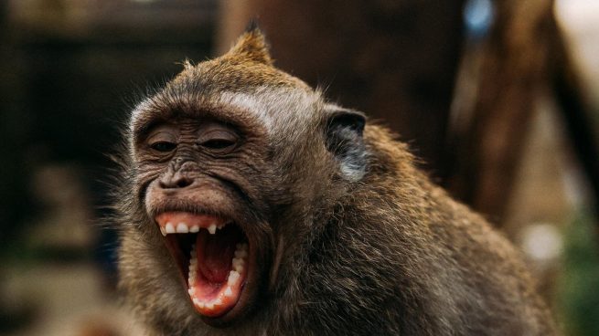 Caballero Puede soportar Tener cuidado Los 5 datos más increíbles de los monos