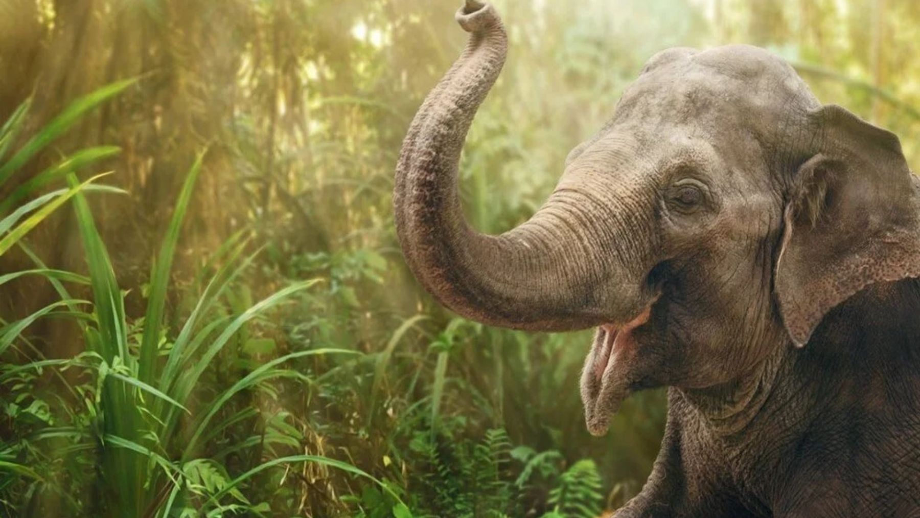 El motivo por el que cada vez hay más elefantes sin colmillos