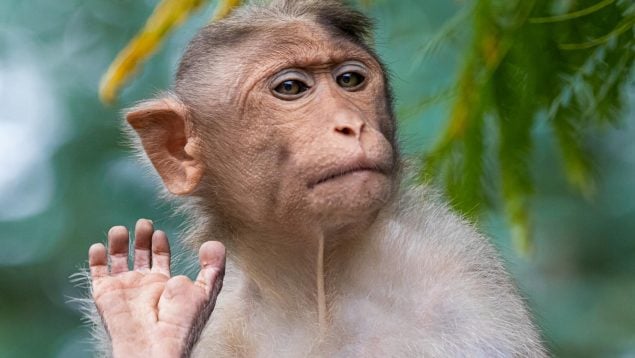 cuenca extraño Todavía Los 5 datos más sorprendentes de los monos
