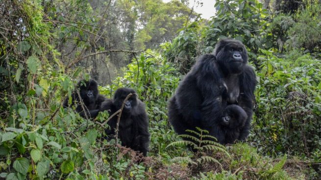 gorilas peligros extinción