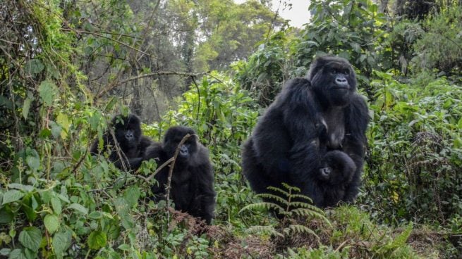 Los gorilas en peligro de extinción: ¿Cuáles son sus principales amenazas? Los-gorilas-en-peligro-de-extincion-cuales-son-sus-principales-amenazas-655x368