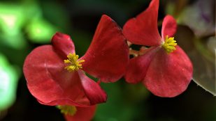 La guía para cuidar la begonia en casa