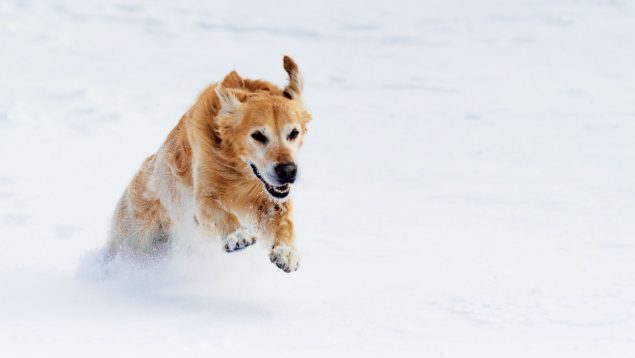 Los mejores consejos llevar al perro a la nieve en invierno