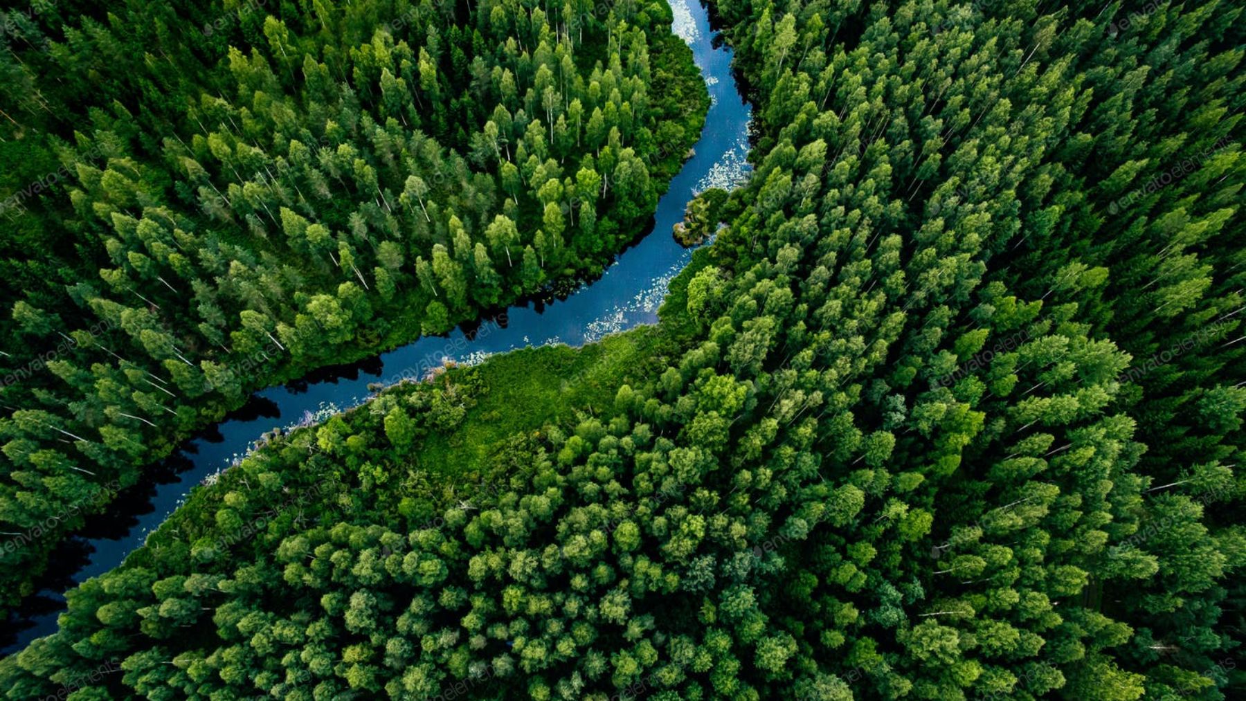 Gracias a Darwin se podrían salvar los bosques actualmente