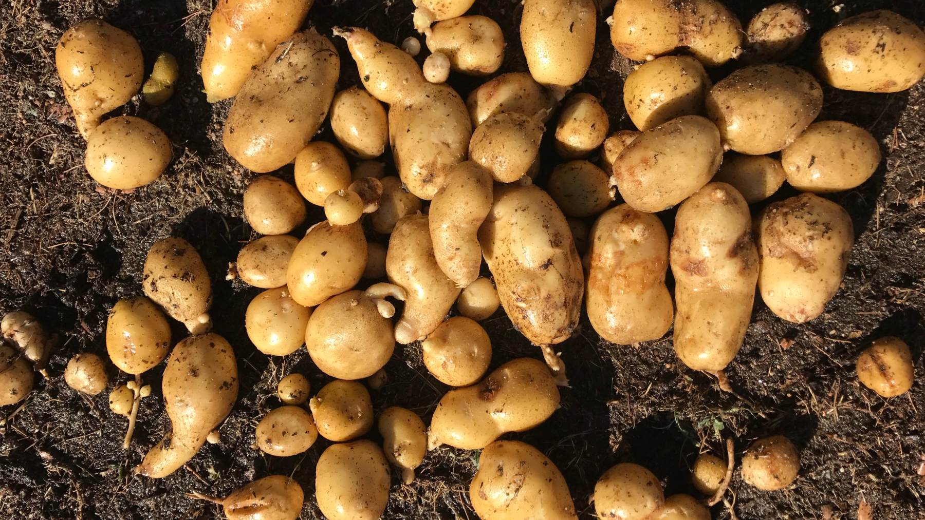 La hambruna de patatas