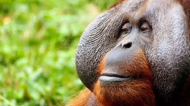 orangután