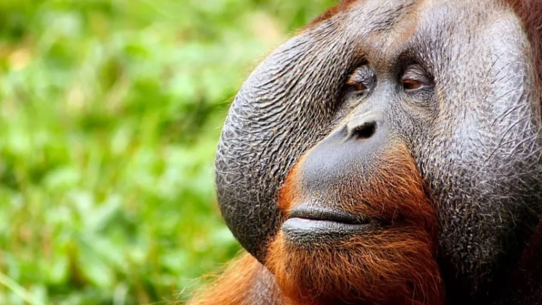 Descubre la historia de Molly, la orangután pintora