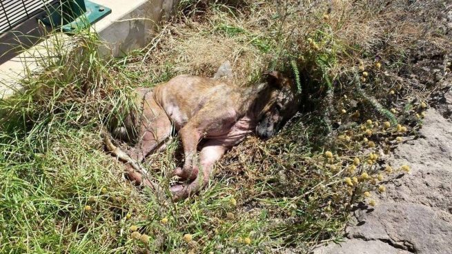 Melilla declara el nivel de alerta 1 de rabia: prohibido el contacto con animales callejeros
