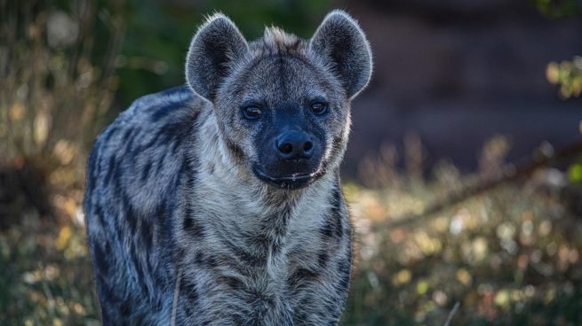 Curiosidades de las hienas