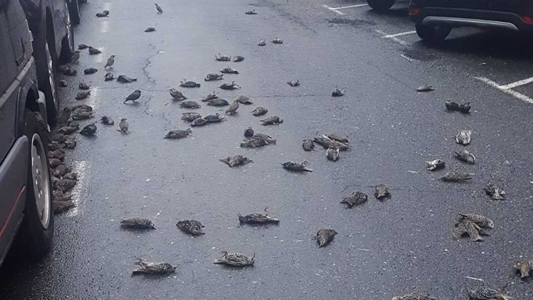 Los estorninos muertos sobre el asfalto. Foto: Europa Press
