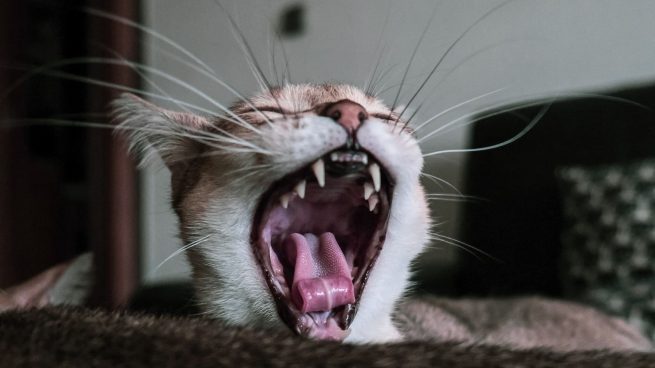 Enfermedades dentales gatos